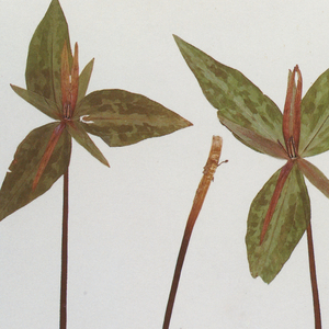 印度农村18HD69HD
